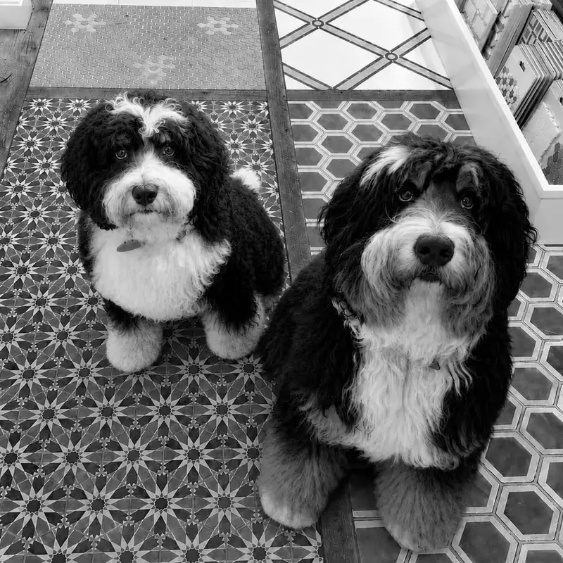 Lowell & Lucy photo